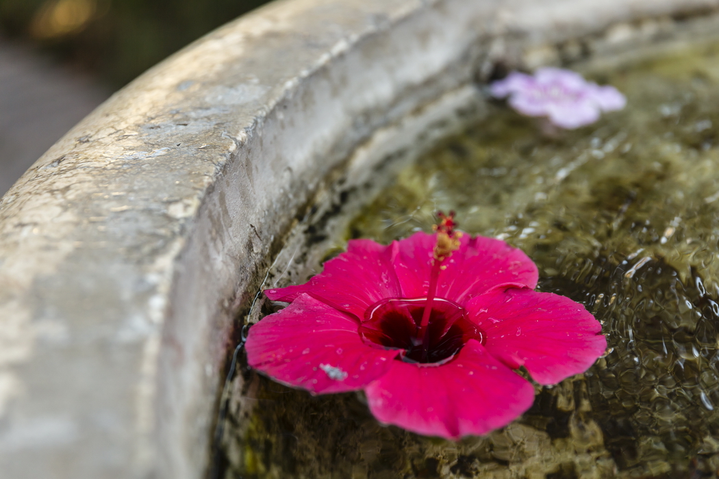 22/08/2014-Malaga(Andalousie)-L'alcazaba-->Hibiscus