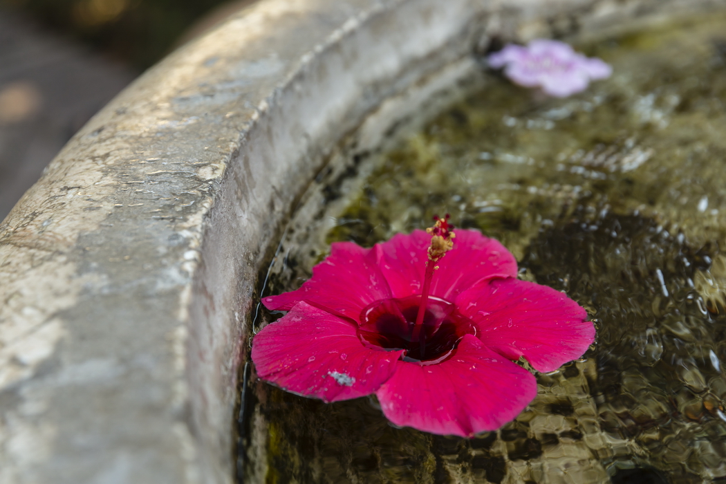 22/08/2014-Malaga(Andalousie)-L'alcazaba-->Hibiscus