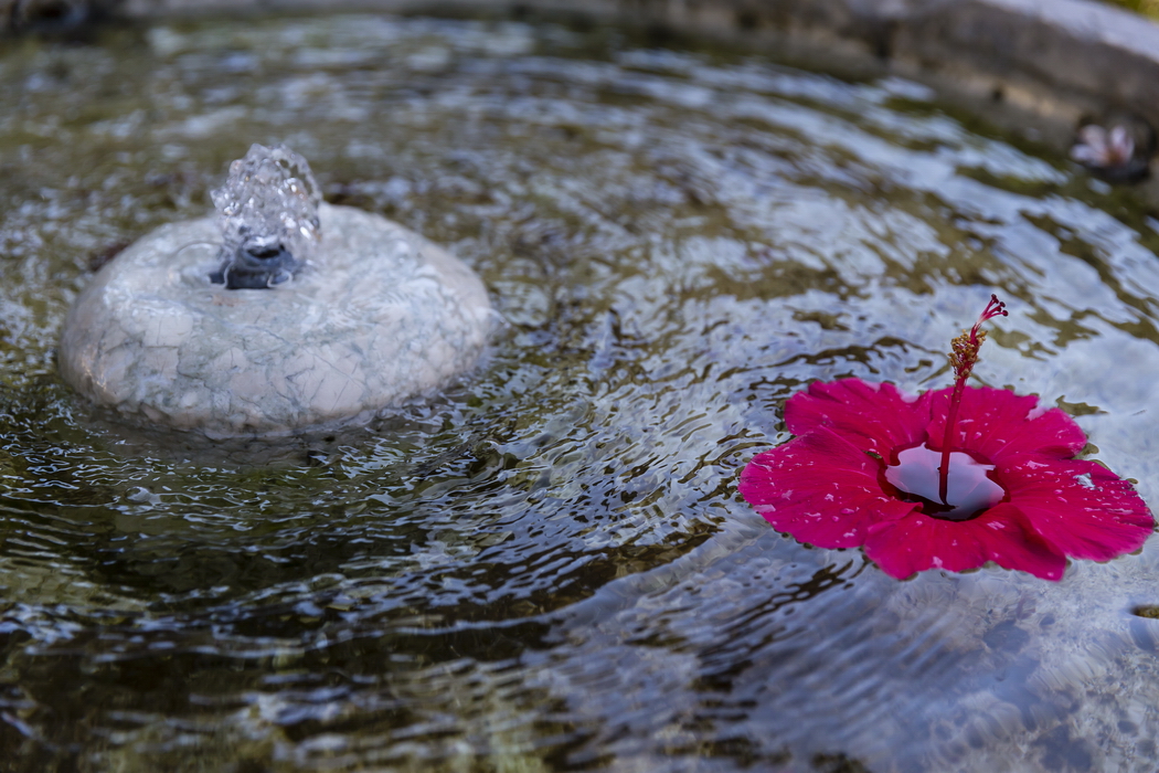 22/08/2014-Malaga(Andalousie)-L'alcazaba-->Hibiscus