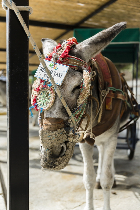 24/08/2014-Mijas(Andalousie)-Burro Taxis
