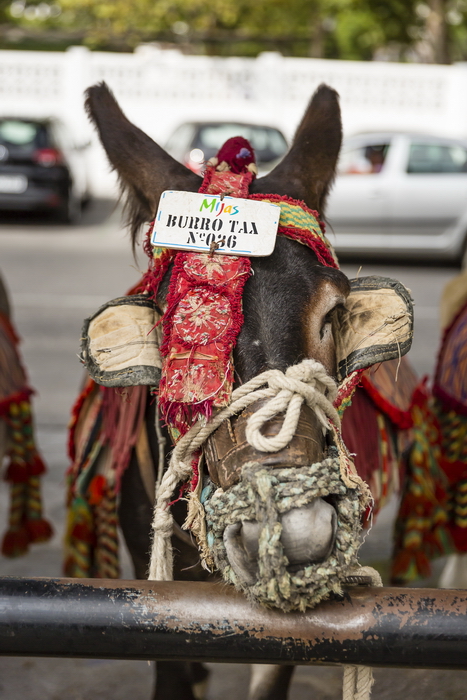 24/08/2014-Mijas(Andalousie)-Burro Taxis