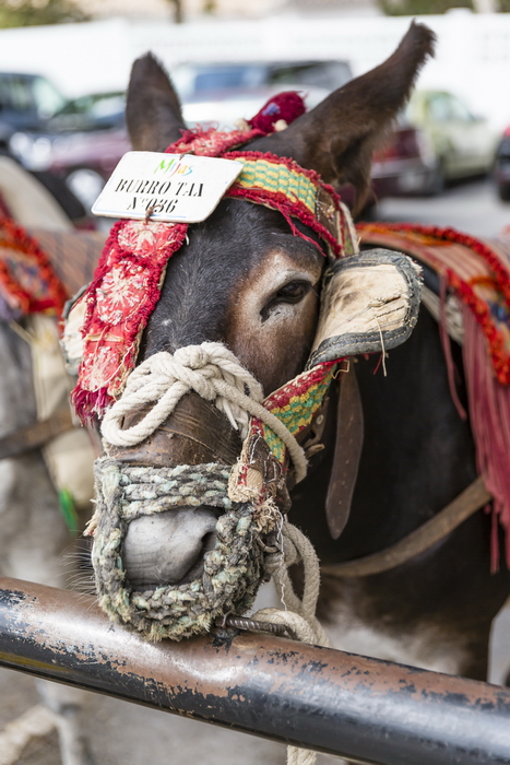 24/08/2014-Mijas(Andalousie)-Burro Taxis
