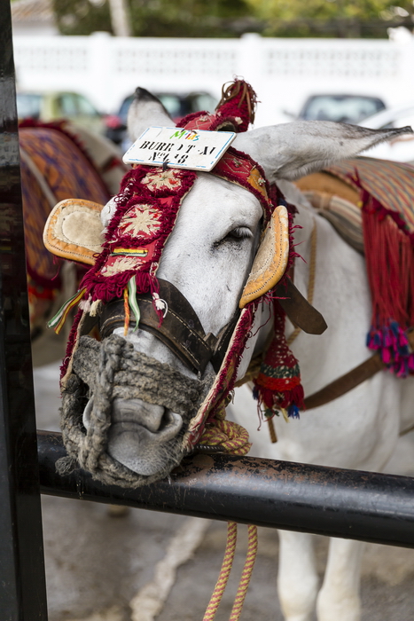 24/08/2014-Mijas(Andalousie)-Burro Taxis
