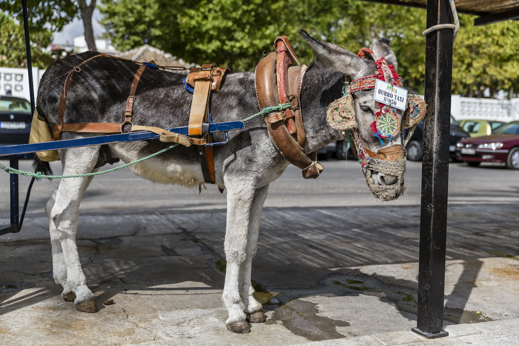 24/08/2014-Mijas(Andalousie)-Burro Taxis