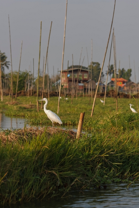12/02/2016-Inlay(Myanmar)-Lac Inlé