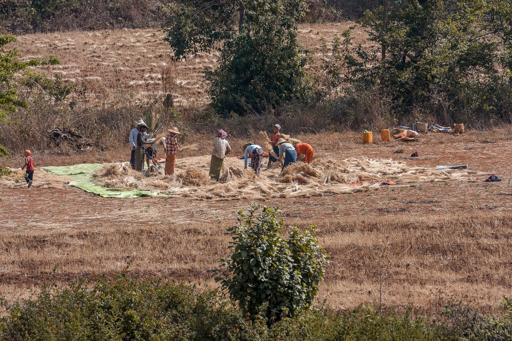 14/02/2016-Pindaya(Myanmar-Travaux des champs