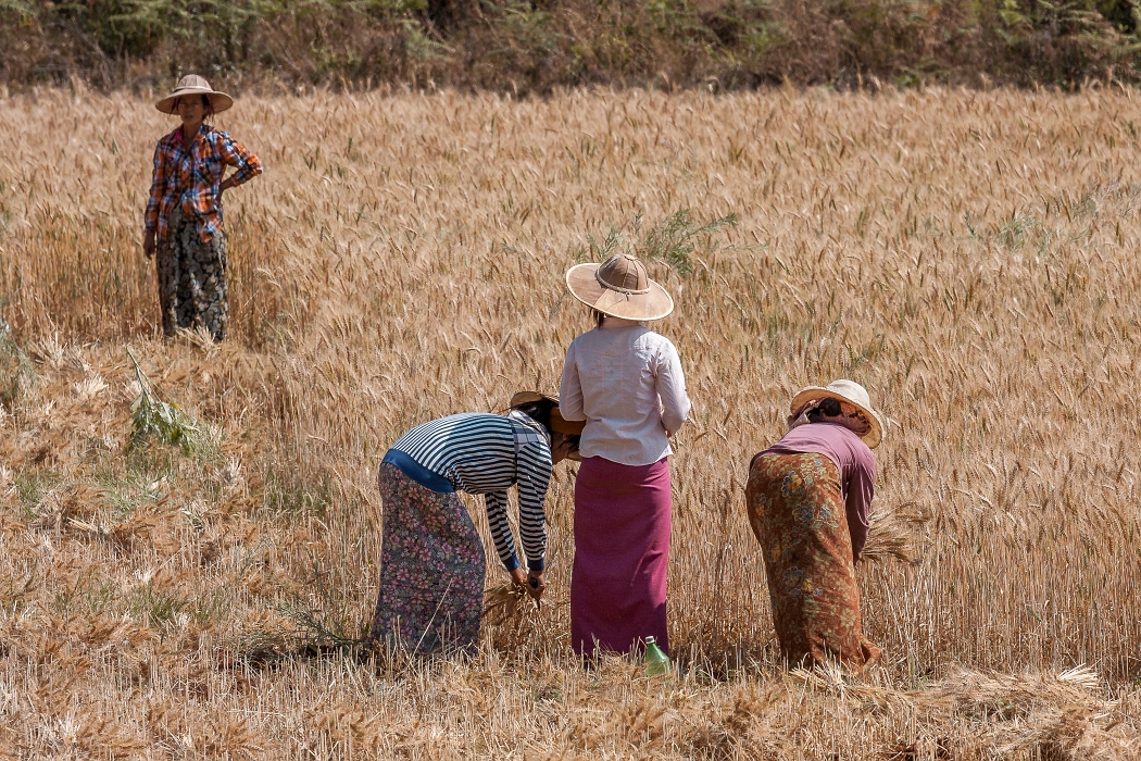 14/02/2016-Pindaya(Myanmar-Travaux des champs