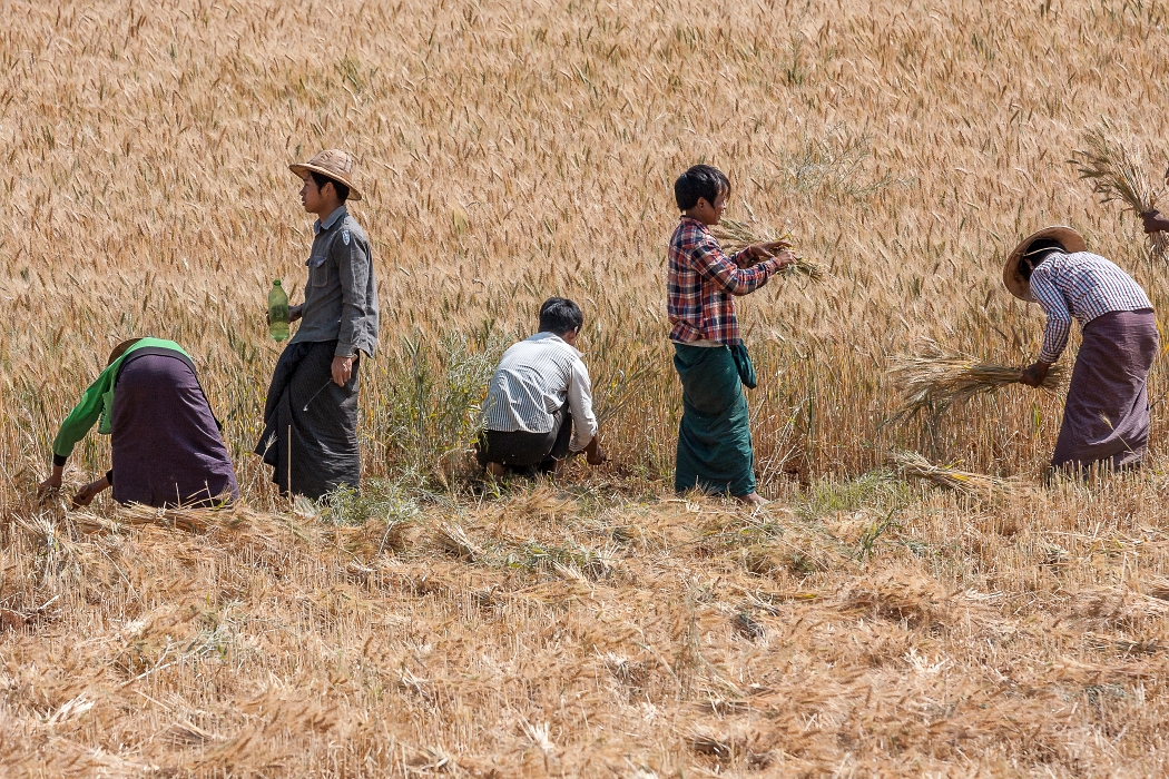 14/02/2016-Pindaya(Myanmar-Travaux des champs