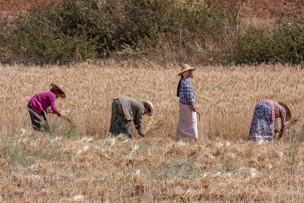 14/02/2016-Pindaya(Myanmar-Travaux des champs
