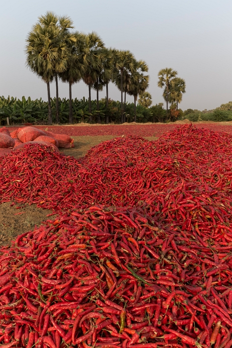 17/02/2016-Mandalay(Birmanie)-Sur la route de Bagan
