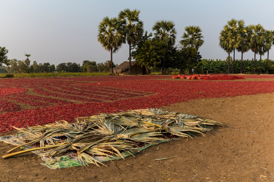 17/02/2016-Mandalay(Birmanie)-Sur la route de Bagan