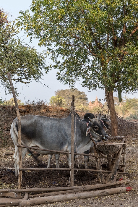 18/02/2016-Bagan(Birmanie)-Le site
