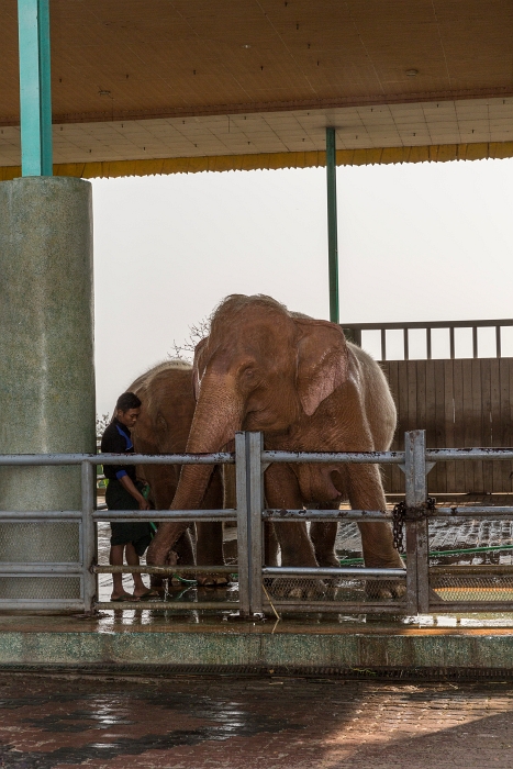 20/02/2016-Nay Pui Taw(Birmanie)-La ville-->Eléphants