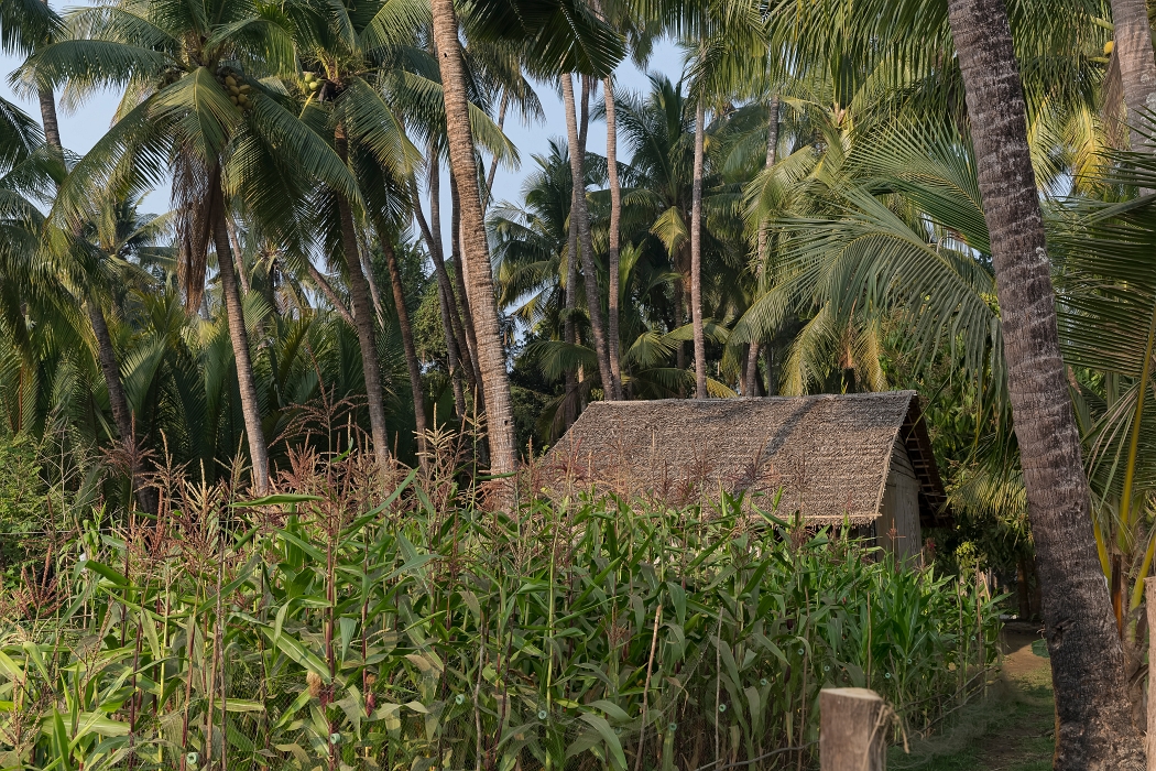 22/02/2016-Ngapaly(Birmanie)-Village de pêcheurs