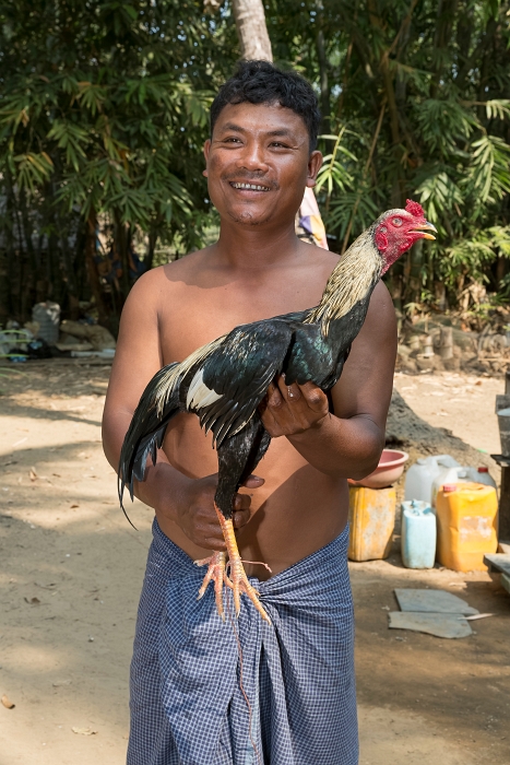 22/02/2016-Ngapaly(Birmanie)-Village de pêcheurs-->coqs