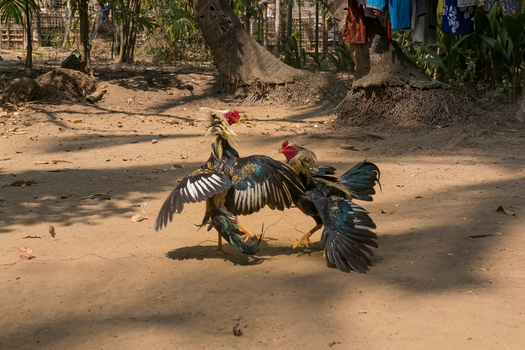 22/02/2016-Ngapaly(Birmanie)-Village de pêcheurs-->coqs