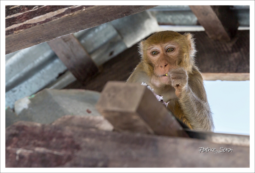 20160219-3010-p5-sss