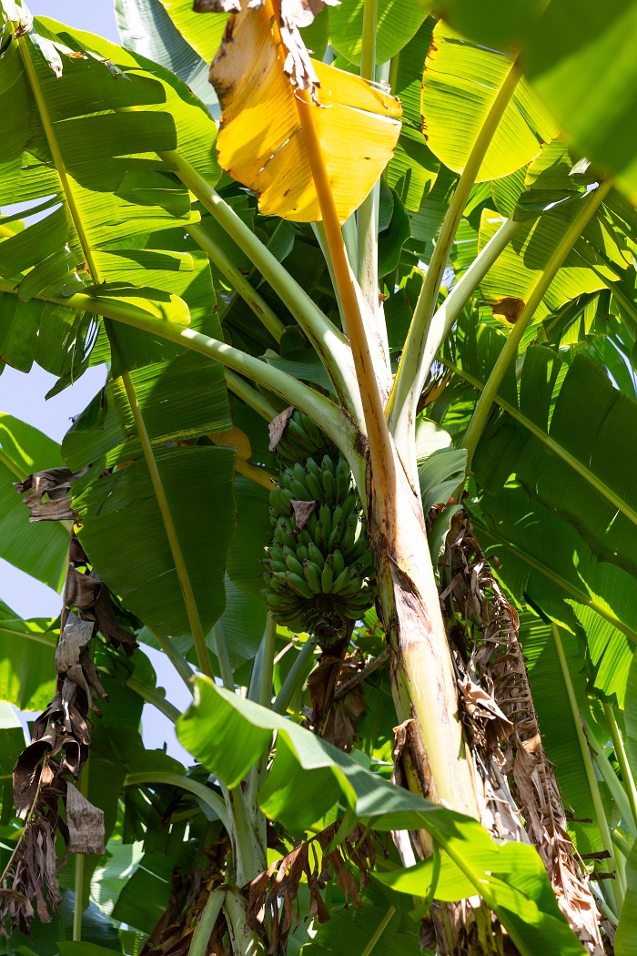 22/05/2018-Pekutatan(Bali)-Plantations