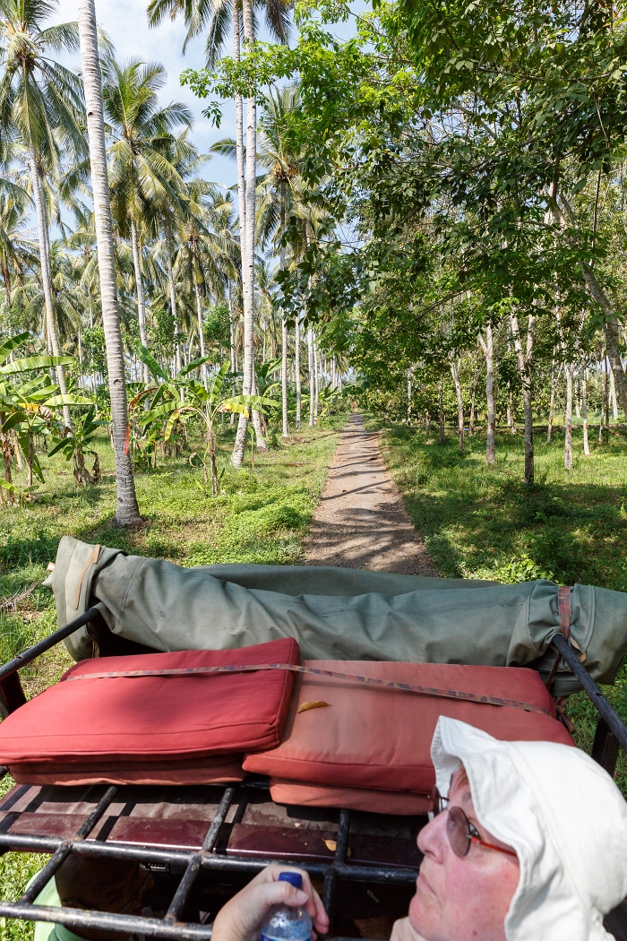 22/05/2018-Pekutatan(Bali)-Route forestière