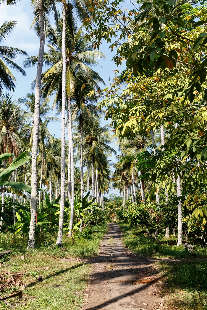 22/05/2018-Pekutatan(Bali)-Route forestière
