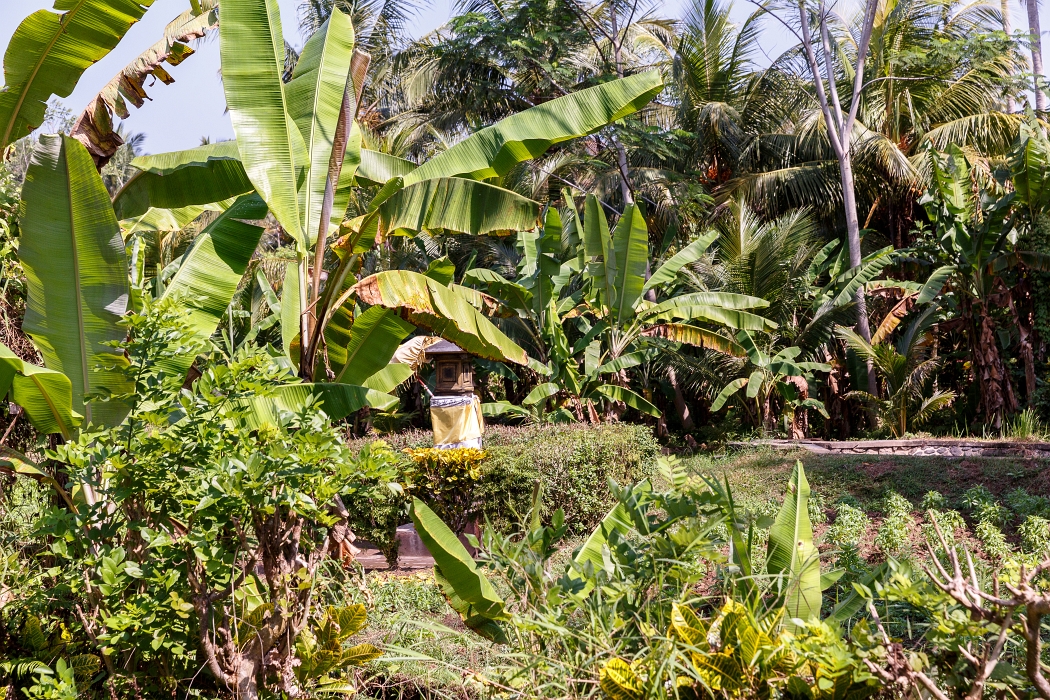 22/05/2018-Pekutatan(Bali)-Route forestière