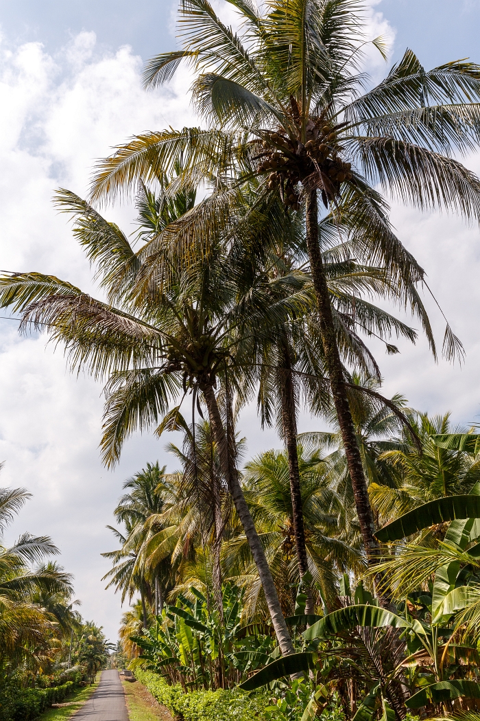 22/05/2018-Pekutatan(Bali)-Route forestière