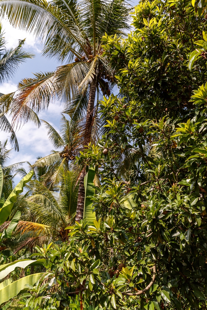 22/05/2018-Pekutatan(Bali)-Route forestière
