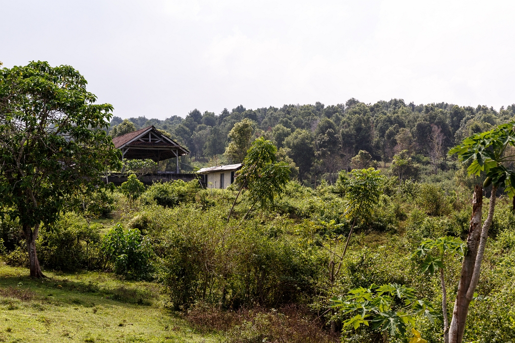 22/05/2018-Pekutatan(Bali)-Route forestière
