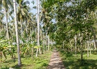 20180522-4002-p5 - 22/05/2018-Pekutatan(Bali)-Route forestière