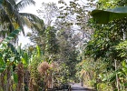 20180522-4009-p5 - 22/05/2018-Pekutatan(Bali)-Route forestière