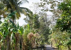 20180522-4010-p5 - 22/05/2018-Pekutatan(Bali)-Route forestière