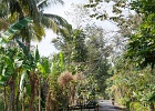 20180522-4011-p5 - 22/05/2018-Pekutatan(Bali)-Route forestière