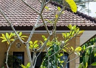 20180522-4014-p5 - 22/05/2018-Pekutatan(Bali)-Route forestière