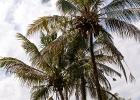 20180522-4015-p5 - 22/05/2018-Pekutatan(Bali)-Route forestière
