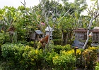 20180522-4022-p5 - 22/05/2018-Pekutatan(Bali)-Route forestière