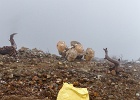 20180523-1032-p5 - 23/05/2018-Java(Indonésie)-Le volcan Kawah Ijen