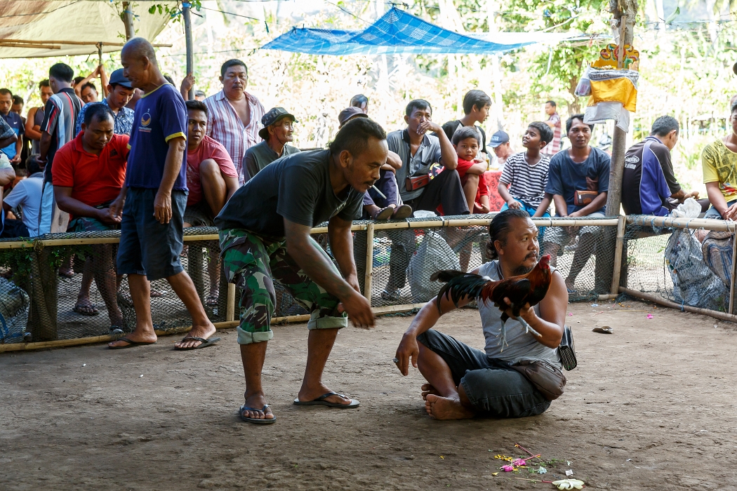 24/05/2018-Pura Pabean(Bali)-Combat de coqs
