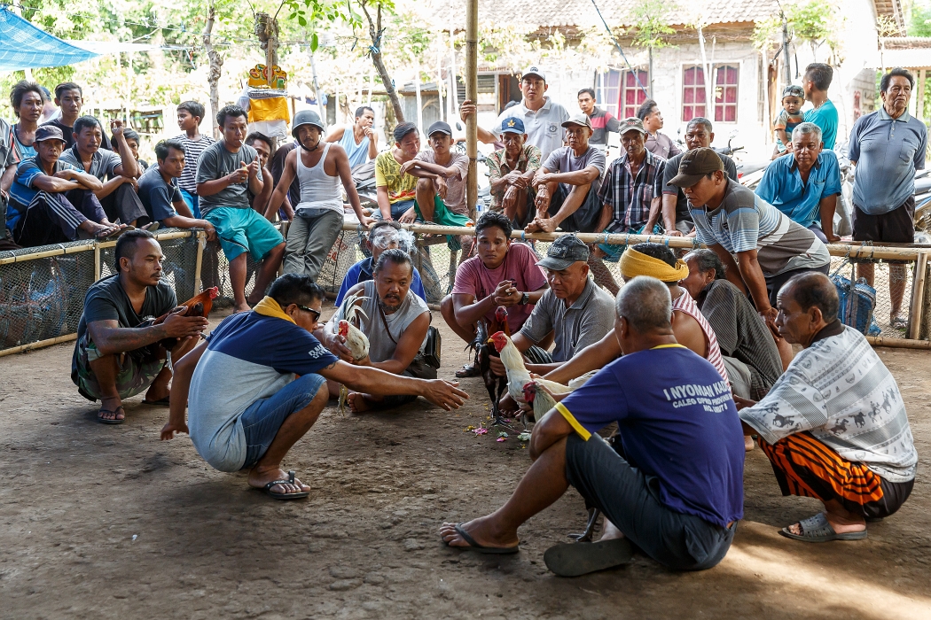 24/05/2018-Pura Pabean(Bali)-Combat de coqs
