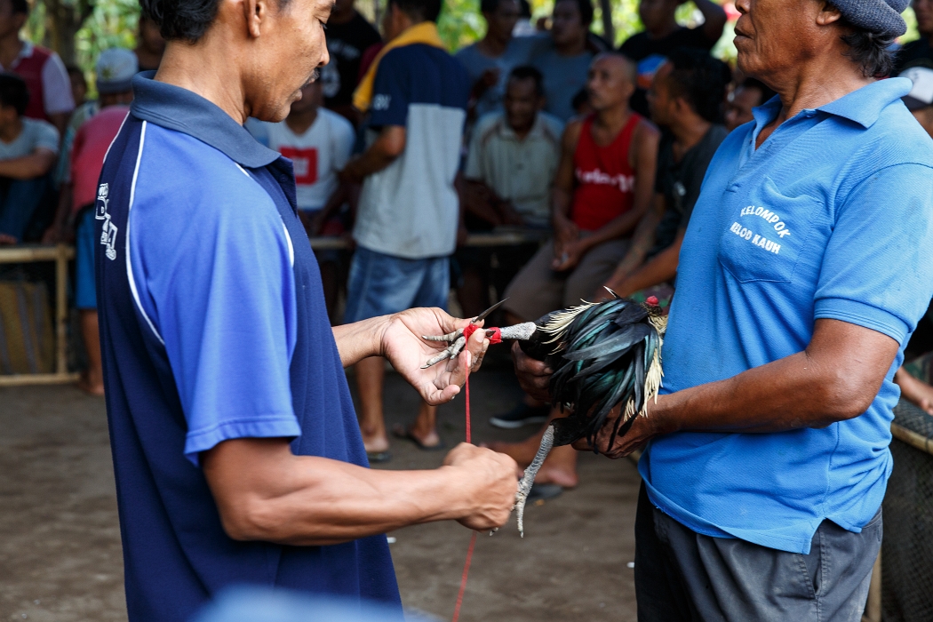 24/05/2018-Pura Pabean(Bali)-Combat de coqs