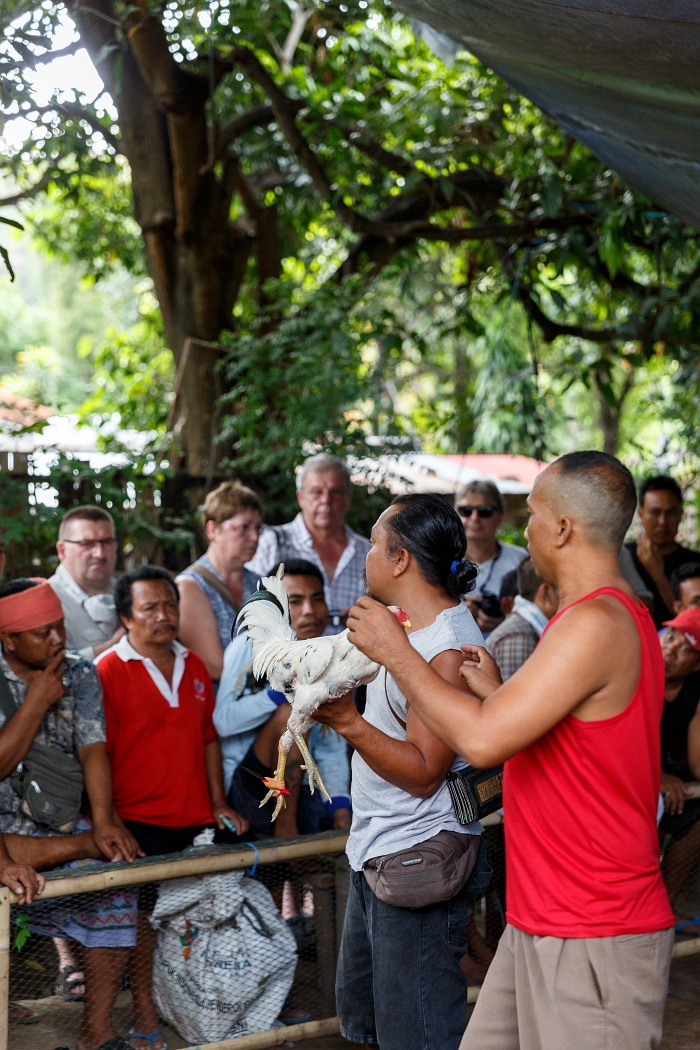 24/05/2018-Pura Pabean(Bali)-Combat de coqs