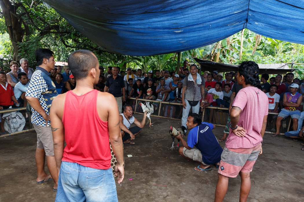 24/05/2018-Pura Pabean(Bali)-Combat de coqs