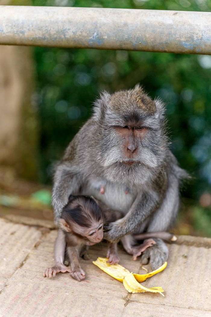 25/05/2018-Ubud(Bali)-Les macaques