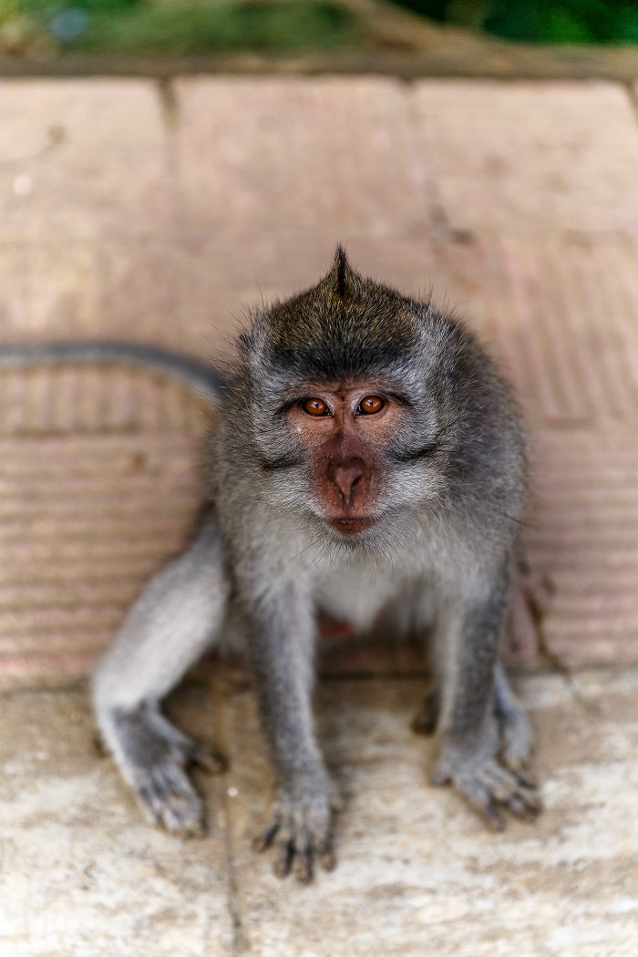 25/05/2018-Ubud(Bali)-Les macaques
