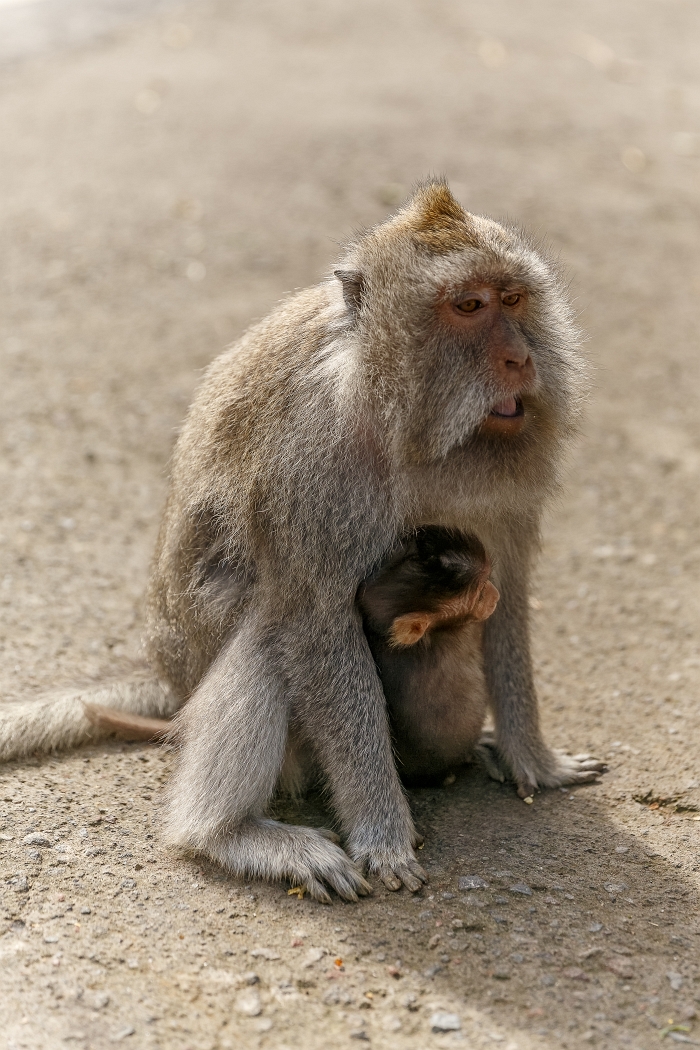 25/05/2018-Ubud(Bali)-Les macaques