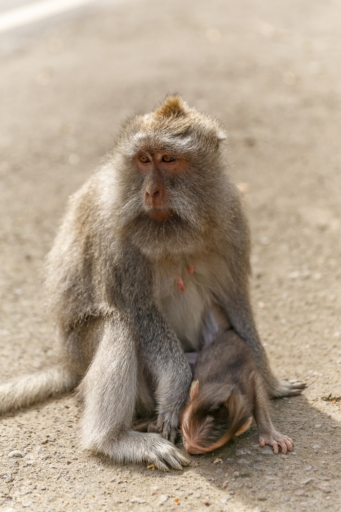 25/05/2018-Ubud(Bali)-Les macaques