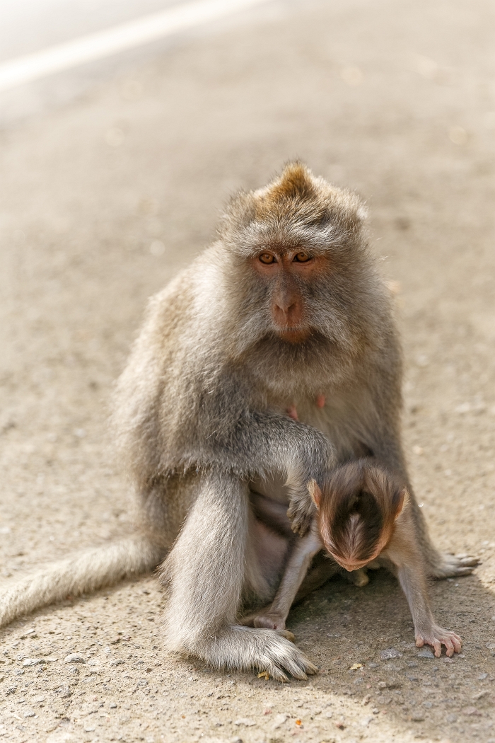 25/05/2018-Ubud(Bali)-Les macaques