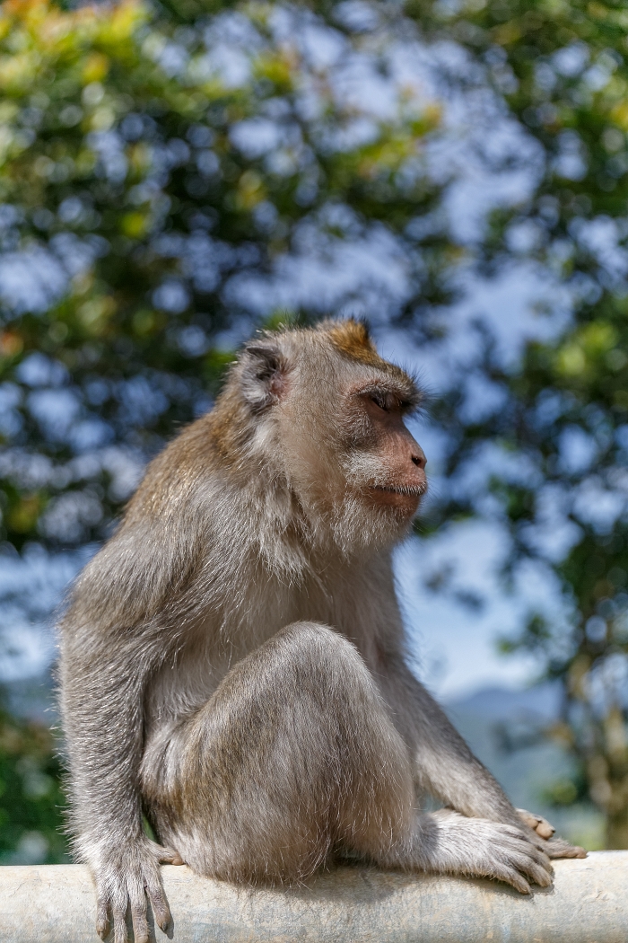 25/05/2018-Ubud(Bali)-Les macaques