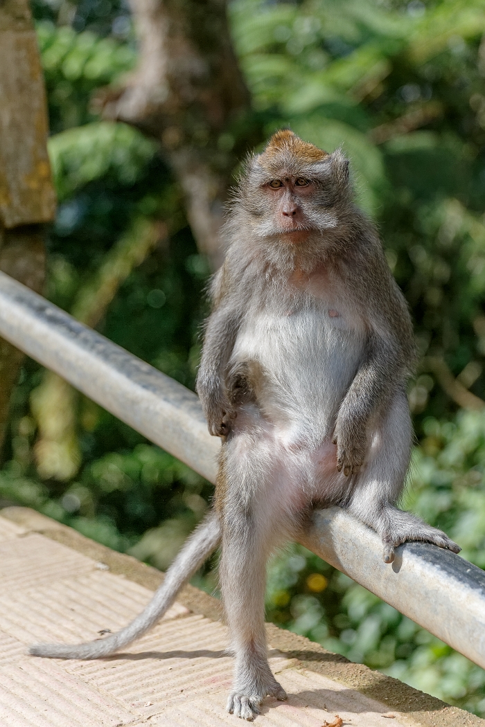25/05/2018-Ubud(Bali)-Les macaques