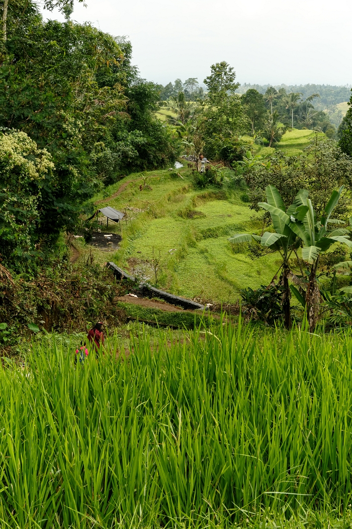 25/05/2018-Jatiluwih(Bali)-Les rizières