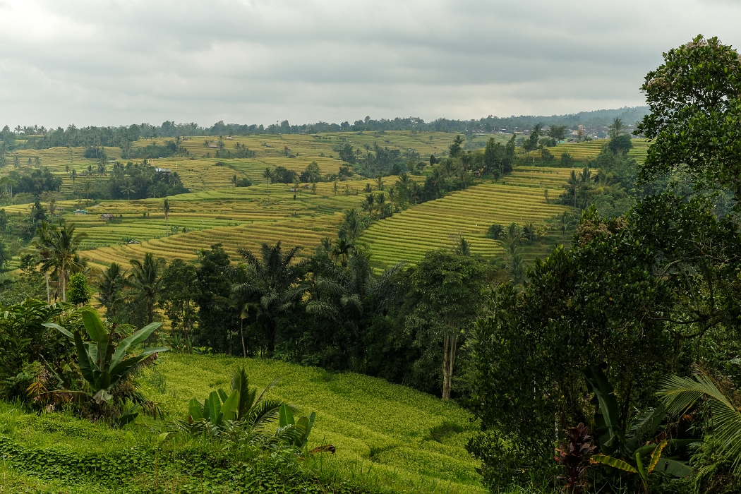 25/05/2018-Jatiluwih(Bali)-Les rizières
